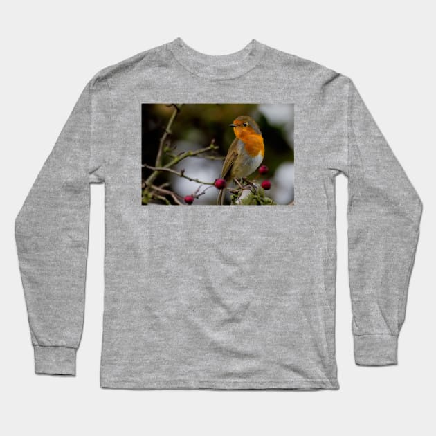 Robin Redbreast Long Sleeve T-Shirt by Violaman